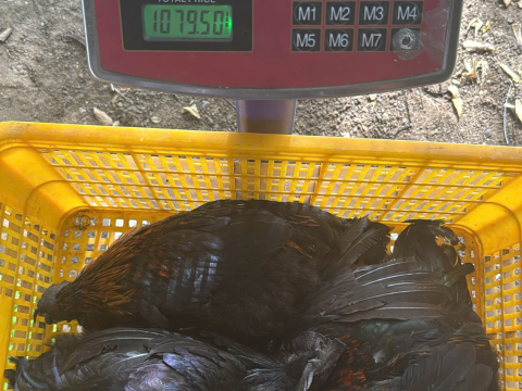 Trại gà đen Tây Bắc Sơn Vũ