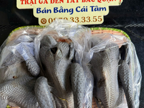 Trại gà đen Tây Bắc Sơn Vũ