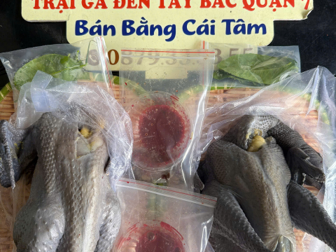 Trại gà đen Tây Bắc Sơn Vũ