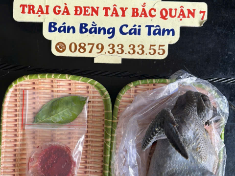 Trại gà đen Tây Bắc Sơn Vũ