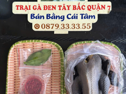Trại gà đen Tây Bắc Sơn Vũ