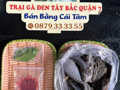 Trại gà đen Tây Bắc Sơn Vũ