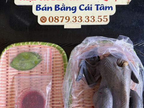 Trại gà đen Tây Bắc Sơn Vũ