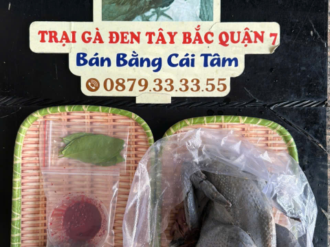 Trại gà đen Tây Bắc Sơn Vũ