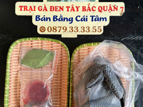 Trại gà đen Tây Bắc Sơn Vũ