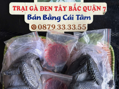Trại gà đen Tây Bắc Sơn Vũ