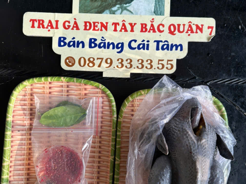Trại gà đen Tây Bắc Sơn Vũ