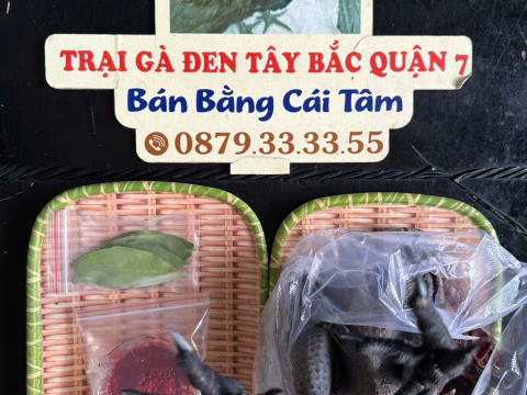 Trại gà đen Tây Bắc Sơn Vũ
