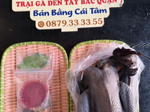 Trại gà đen Tây Bắc Sơn Vũ