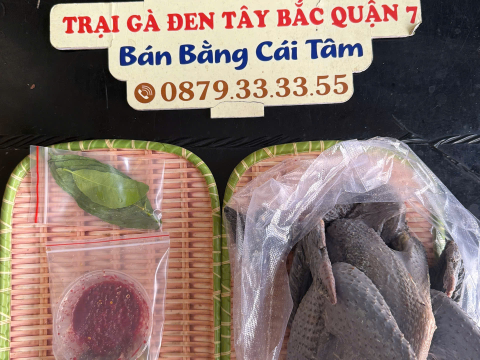 Trại gà đen Tây Bắc Sơn Vũ