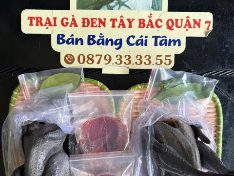 Trại gà đen Tây Bắc Sơn Vũ