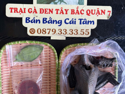 Trại gà đen Tây Bắc Sơn Vũ