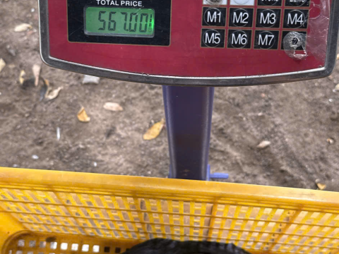 Trại gà đen Tây Bắc Sơn Vũ