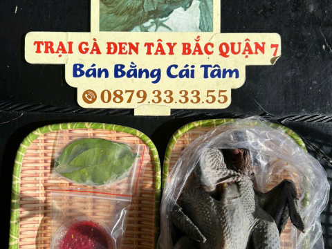 Trại gà đen Tây Bắc Sơn Vũ