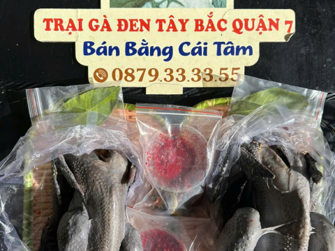 Trại gà đen Tây Bắc Sơn Vũ