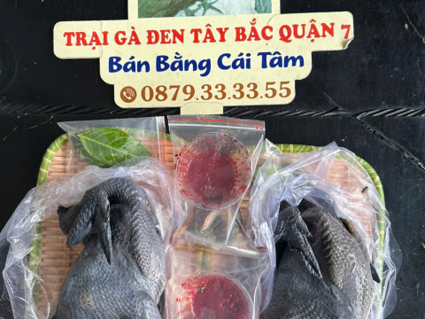 Trại gà đen Tây Bắc Sơn Vũ