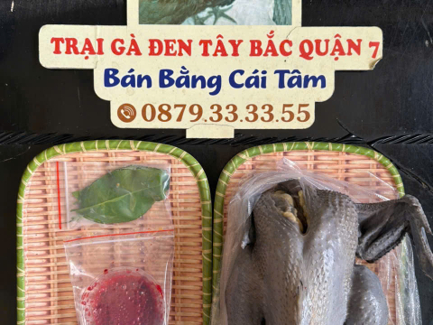 Trại gà đen Tây Bắc Sơn Vũ