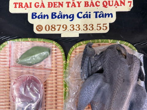 Trại gà đen Tây Bắc Sơn Vũ