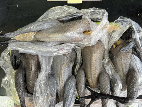 Trại gà đen Tây Bắc Sơn Vũ