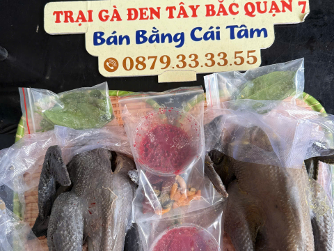 Trại gà đen Tây Bắc Sơn Vũ