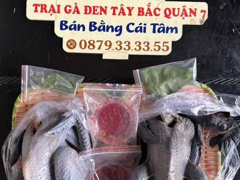Trại gà đen Tây Bắc Sơn Vũ
