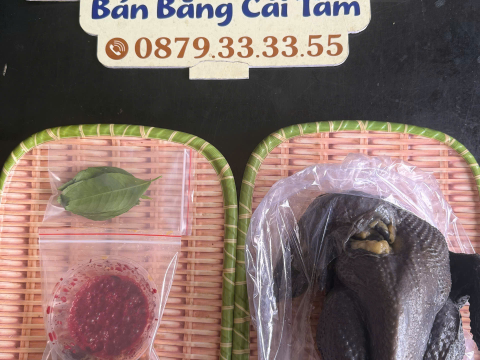 Trại gà đen Tây Bắc Sơn Vũ