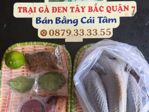 Trại gà đen Tây Bắc Sơn Vũ