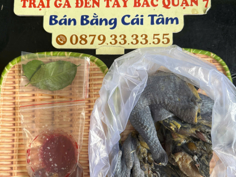 Trại gà đen Tây Bắc Sơn Vũ