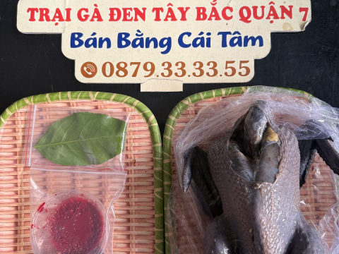 Trại gà đen Tây Bắc Sơn Vũ