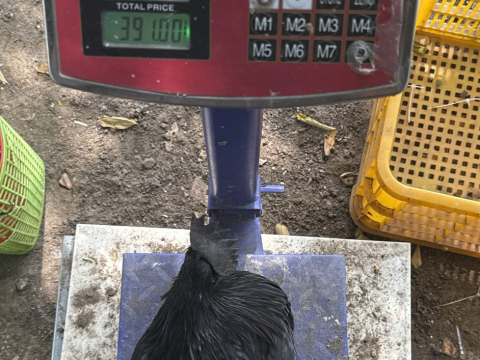 Trại gà đen Tây Bắc Sơn Vũ