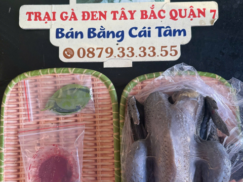 Trại gà đen Tây Bắc Sơn Vũ