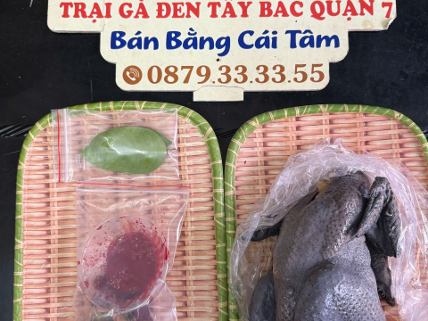 Trại gà đen Tây Bắc Sơn Vũ