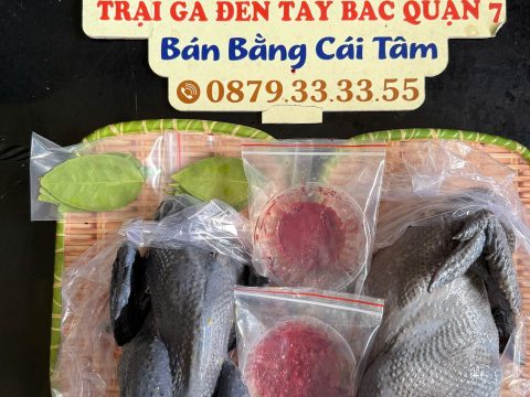 Trại gà đen Tây Bắc Sơn Vũ