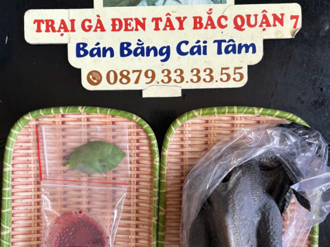 Trại gà đen Tây Bắc Sơn Vũ