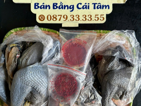 Trại gà đen Tây Bắc Sơn Vũ