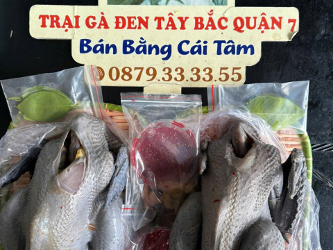 Trại gà đen Tây Bắc Sơn Vũ
