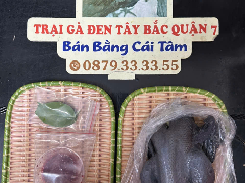 Trại gà đen Tây Bắc Sơn Vũ