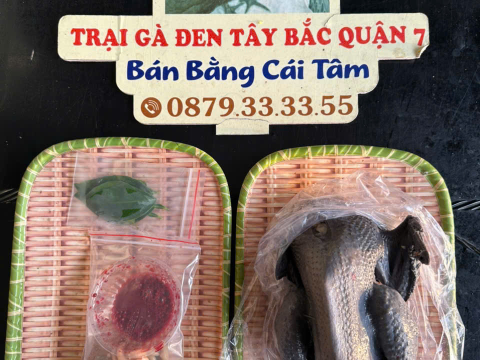 Trại gà đen Tây Bắc Sơn Vũ