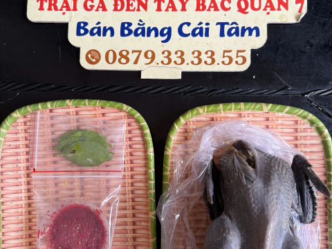 Trại gà đen Tây Bắc Sơn Vũ