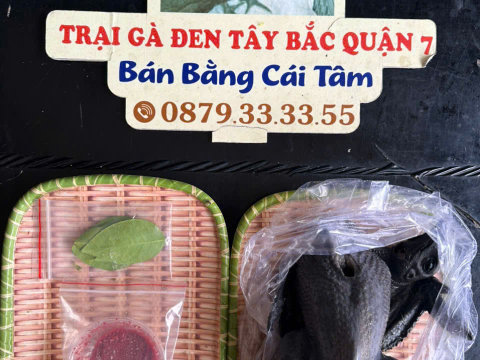 Trại gà đen Tây Bắc Sơn Vũ