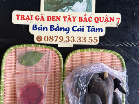 Trại gà đen Tây Bắc Sơn Vũ