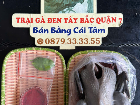 Trại gà đen Tây Bắc Sơn Vũ