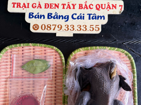 Trại gà đen Tây Bắc Sơn Vũ