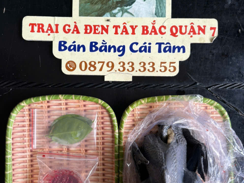 Trại gà đen Tây Bắc Sơn Vũ