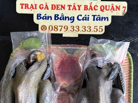 Trại gà đen Tây Bắc Sơn Vũ