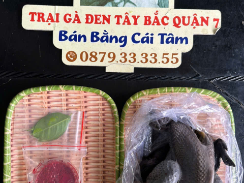Trại gà đen Tây Bắc Sơn Vũ