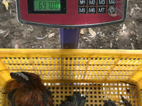 Trại gà đen Tây Bắc Sơn Vũ