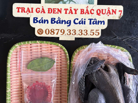 Trại gà đen Tây Bắc Sơn Vũ