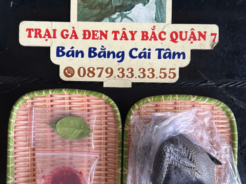 Trại gà đen Tây Bắc Sơn Vũ