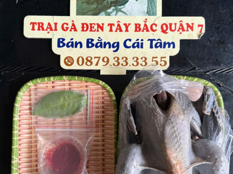 Trại gà đen Tây Bắc Sơn Vũ